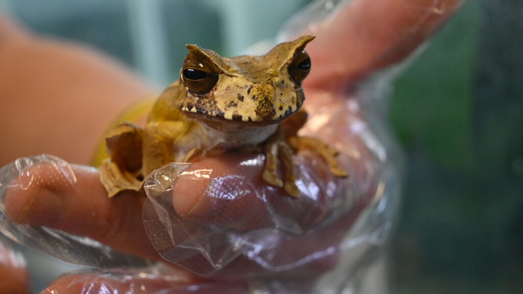 Frog at El Valle Amphibian Conservation Foundation. Panama 2023