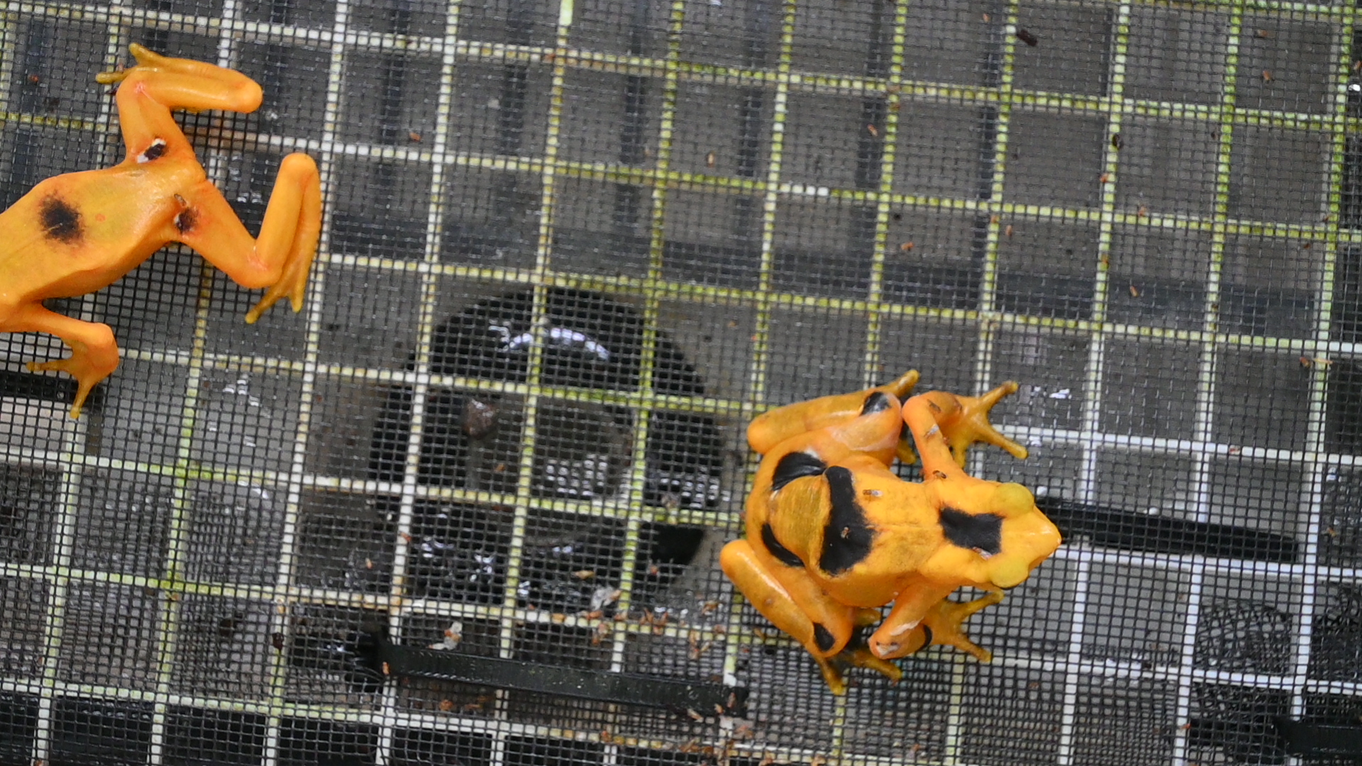 Golden Frogs in El Valle de Anton, Panama. Credit: Vanesa de la Cruz.