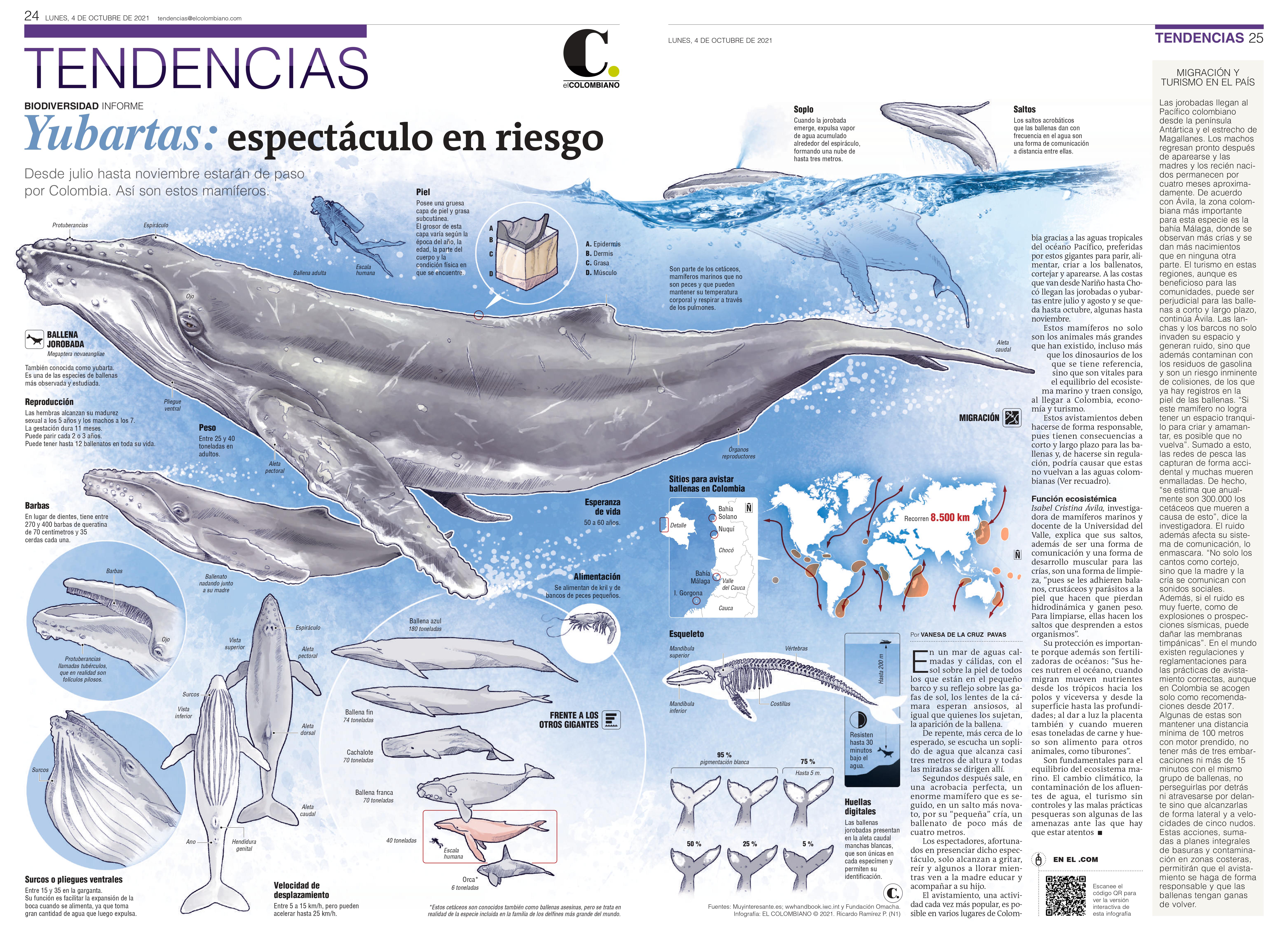 Así son las ballenas jorobadas que están de paso por Colombia. Por: Vanesa de la Cruz. 